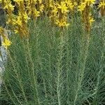 Asphodeline lutea عادت داشتن