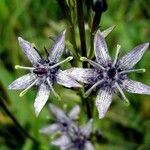 Swertia perennis Λουλούδι