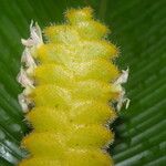Calathea lasiostachya Flor