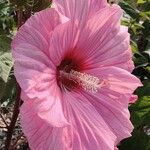 Hibiscus moscheutosFlors