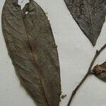 Guatteria richardii Otro