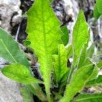 Hieracium cerinthoides 葉