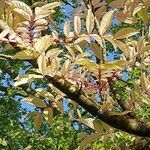 Toona sinensis Leaf