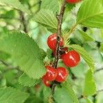 Prunus tomentosa Fruit