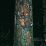 Chrysophyllum pomiferum Corteza