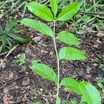 Zanthoxylum caribaeum Leaf