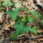 Viola lobata Hábito