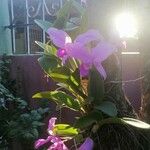 Cattleya lawrenceana Flor