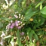 Cyrtocymura scorpioides Flower