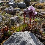 Gentianella foliosa