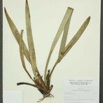 Maxillaria crassifolia Други