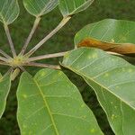 Schefflera morototoni Folla