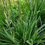 Agapanthus inapertus Leaf