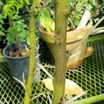 Vachellia cornigera പുറംതൊലി