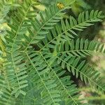 Prosopis koelziana Leaf