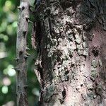Osodendron altissimum Bark