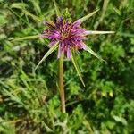 Tragopogon angustifolius 花