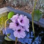 Eichhornia azurea Blüte