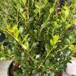 Ilex crenataLeaf