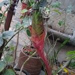 Tillandsia punctulata Flor