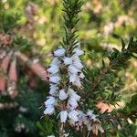 Erica erigena Flor