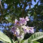 Solanum granuloso-leprosum Цвят