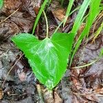 Adenocaulon bicolor Feuille