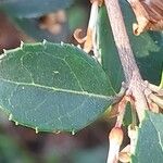Osmanthus delavayi Levél