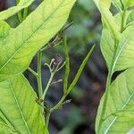 Amsonia elliptica Frugt