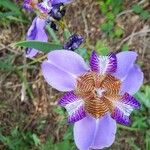 Trimezia coerulea Flower