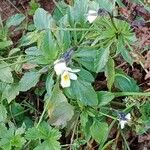 Viola arvensis Hábito