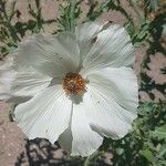 Argemone albiflora Flower