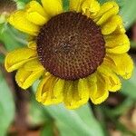 Helenium bigelovii