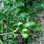 Ticorea longiflora Fruto