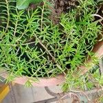 Portulaca pilosa List