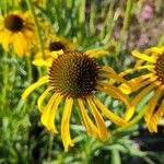 Echinacea paradoxa Цветок