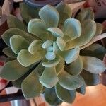 Pachyphytum bracteosum পাতা