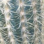 Pilosocereus tillianus Hoja