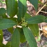 Notelaea longifolia Fruto