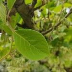 Pterostyrax corymbosus List