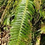 Blechnum spicant ഇല