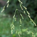 Milium effusum പുഷ്പം