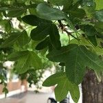 Acer monspessulanum برگ