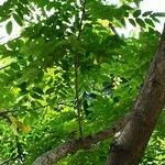 Dalbergia odorifera Leaf