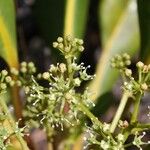 Myodocarpus crassifolius Blüte