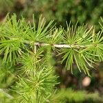 Larix laricina List