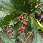 Miconia tschudyoidesFruit