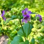 Mirabilis nyctaginea Flower