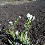 Cynoglossum borbonicum Hostoa