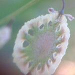 Thysanocarpus curvipes Fruit